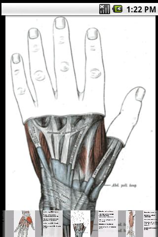 Muscles of the upper limb