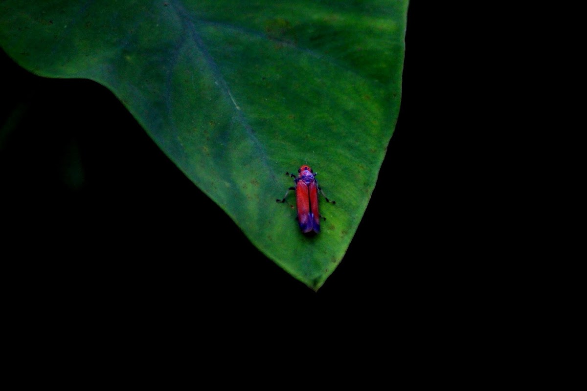 Bright Orange-Pink Leafhopper