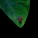 Bright Orange-Pink Leafhopper