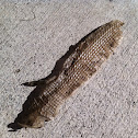 Adult Alligator Lizard Shed