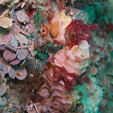 Seahorse