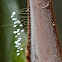 Green Lacewing Eggs