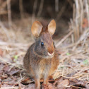 Marsh Rabbit