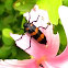 Blister beetle 
