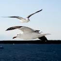 Seagull