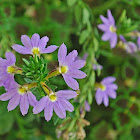 Purple Fan Flower