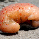 Sea pork
