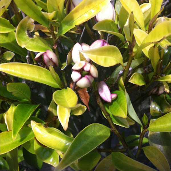 Port Wine Magnolia Project Noah