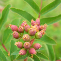 Sitka Mountain Ash