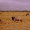 Wildebeest