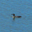Common Loon