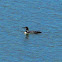 Common Loon