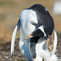 Gentoo penguin