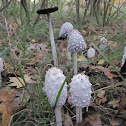 Shaggy Inkcap