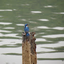 Blue Eared Kingfisher