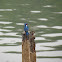 Blue Eared Kingfisher