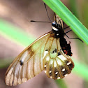 Clearwing Swallowtail