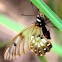 Clearwing Swallowtail