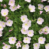 Lavender Pansies