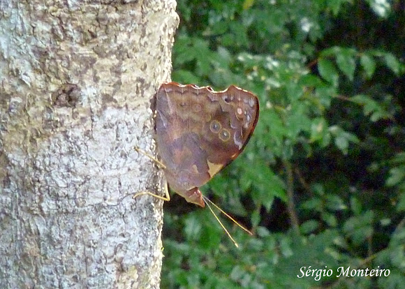 Spotting Image 1
