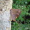 Epiphile butterfly