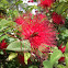 Red Calliandra