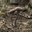 Unknown spotting
