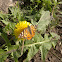 Mariposa Colorada, Painted Lady