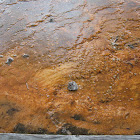 Bacterial Mat