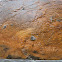Bacterial Mat