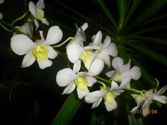 Spotting Image 1