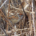 Swamp Sparrow