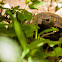 Asian Forest Tortoise