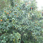 Tangerine Tree