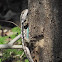 Texas Spiny Lizard