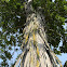 shagbark hickory