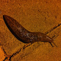 Yellow Slug  חשופית צהובה