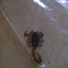 Striped Scorpion