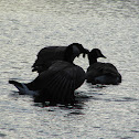Canada Goose