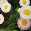 Daisy