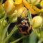 Milkweed leaf beetle