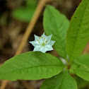 Starflower