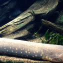 Electric Eel