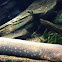 Electric Eel