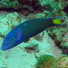Crescent Wrasse