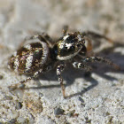Zebra jumping spider