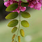 Pink Locust Tree