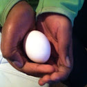 Chicken egg