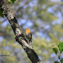 European Robin