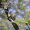 European Robin